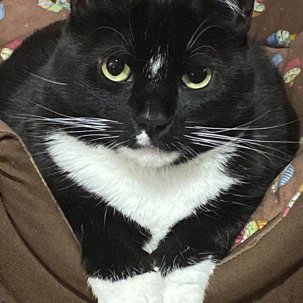 Gata
